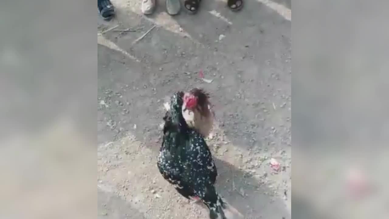 The battle of the original chickens