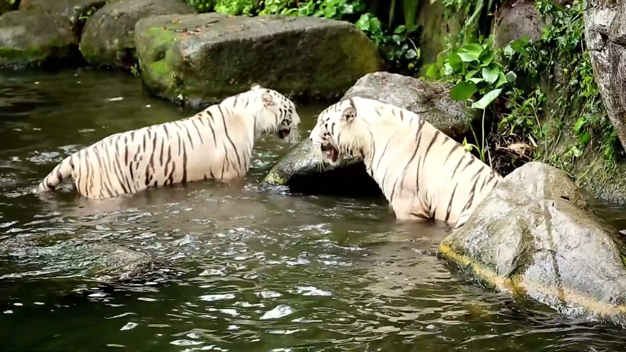 Big Cat Showdown: White Tiger Play & Leopard on the Lookout