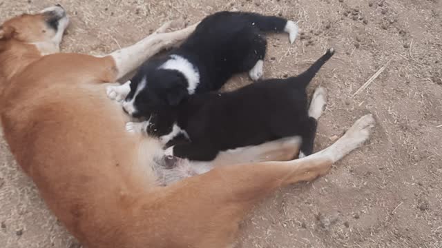 Milk funny puppies