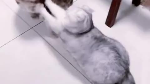 Cats are so funny !