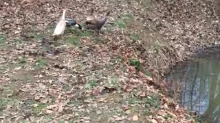 Curious ducks find the pond.