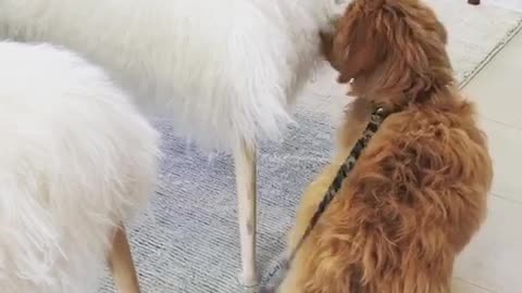 Brown dog sniffs white fluffy chair