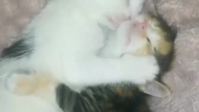 Sweety Baby Cats / Rumble / Baby Cats //Baby Cute cats