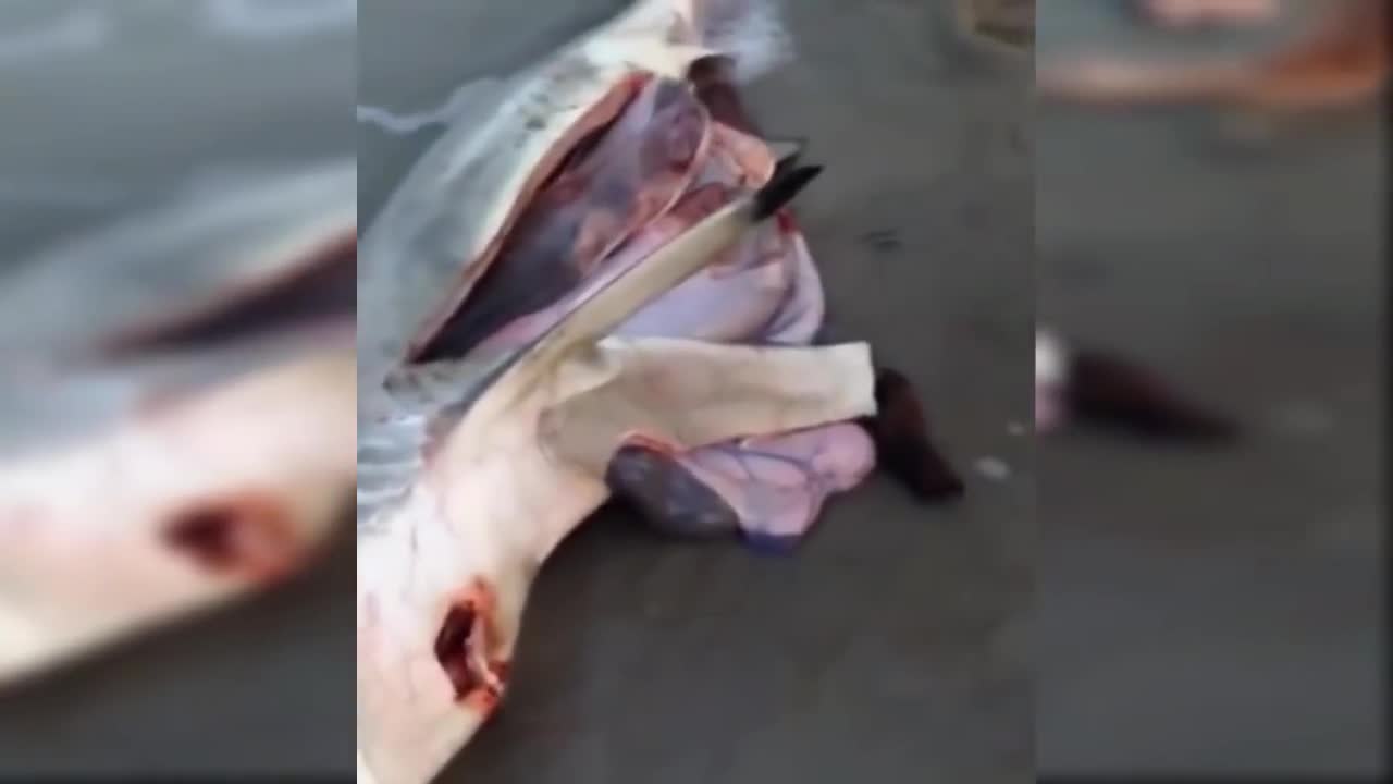Crazy Footage Of A Guy Cutting Baby Sharks From Dead Mom 2021