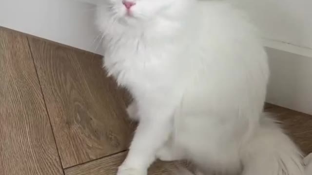 My funny cat is the only thing she likes to play with
