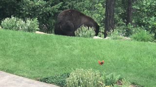 Adorable Cubs Run With Mom