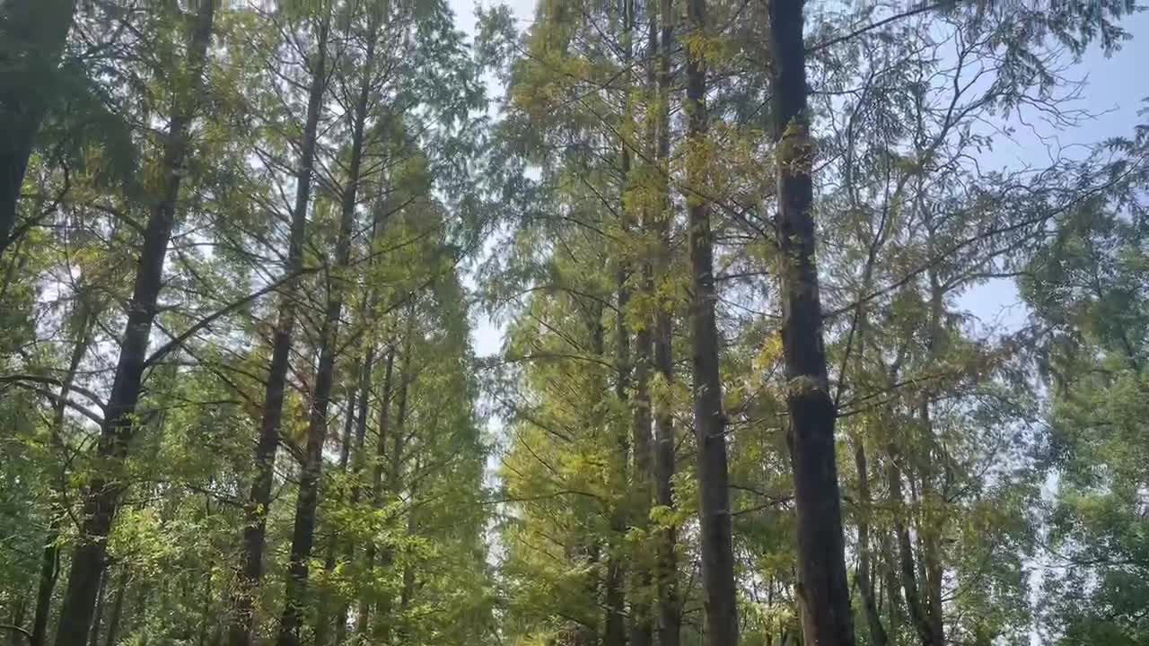 bird chirping in the woods