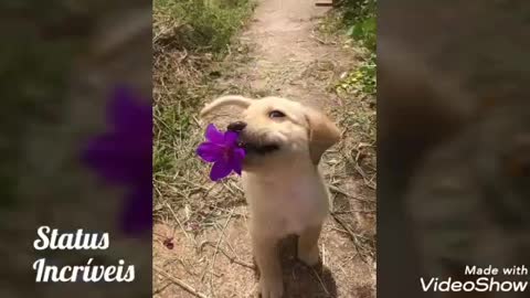 cute dogs try not to get emotional