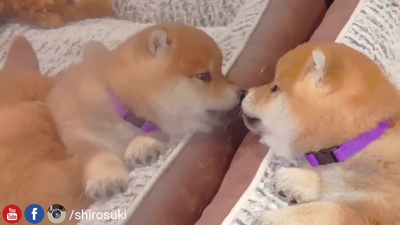 Puppy falls asleeps seeing his own reflection 😍❤️ Shiba Inu puppies (with captions)