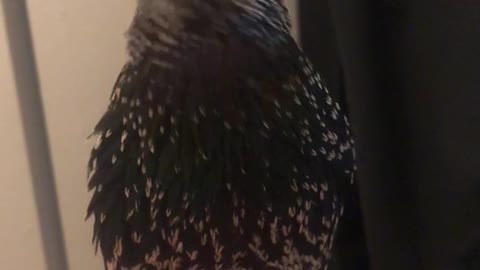 This bird's imitation is insane