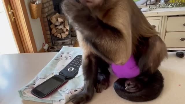 🍉🐒🍉🐒🍉🐒🍉🐒