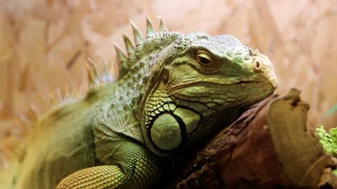 Big green iguana in terrarium