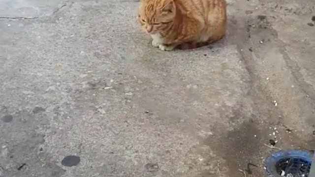 Baby cat in the market