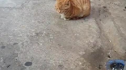 Baby cat in the market