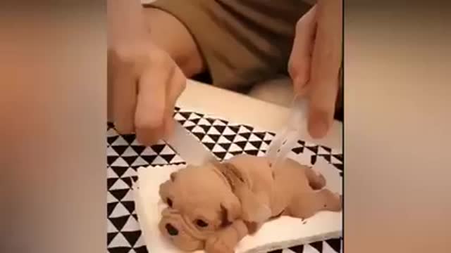 A Funny Dog reaction to Dog cakes