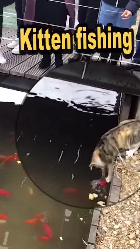 Kitten fishing 🎣