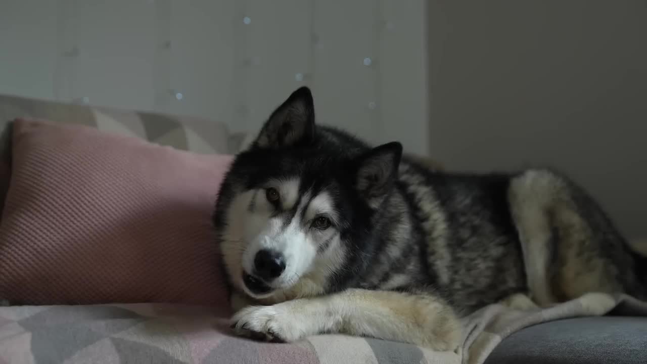 Talking Husky is NOT Impressed With This Dog App!