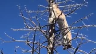 Mountain Lion Jumps On Hunter