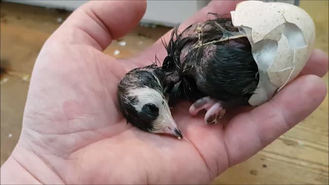 Birth help