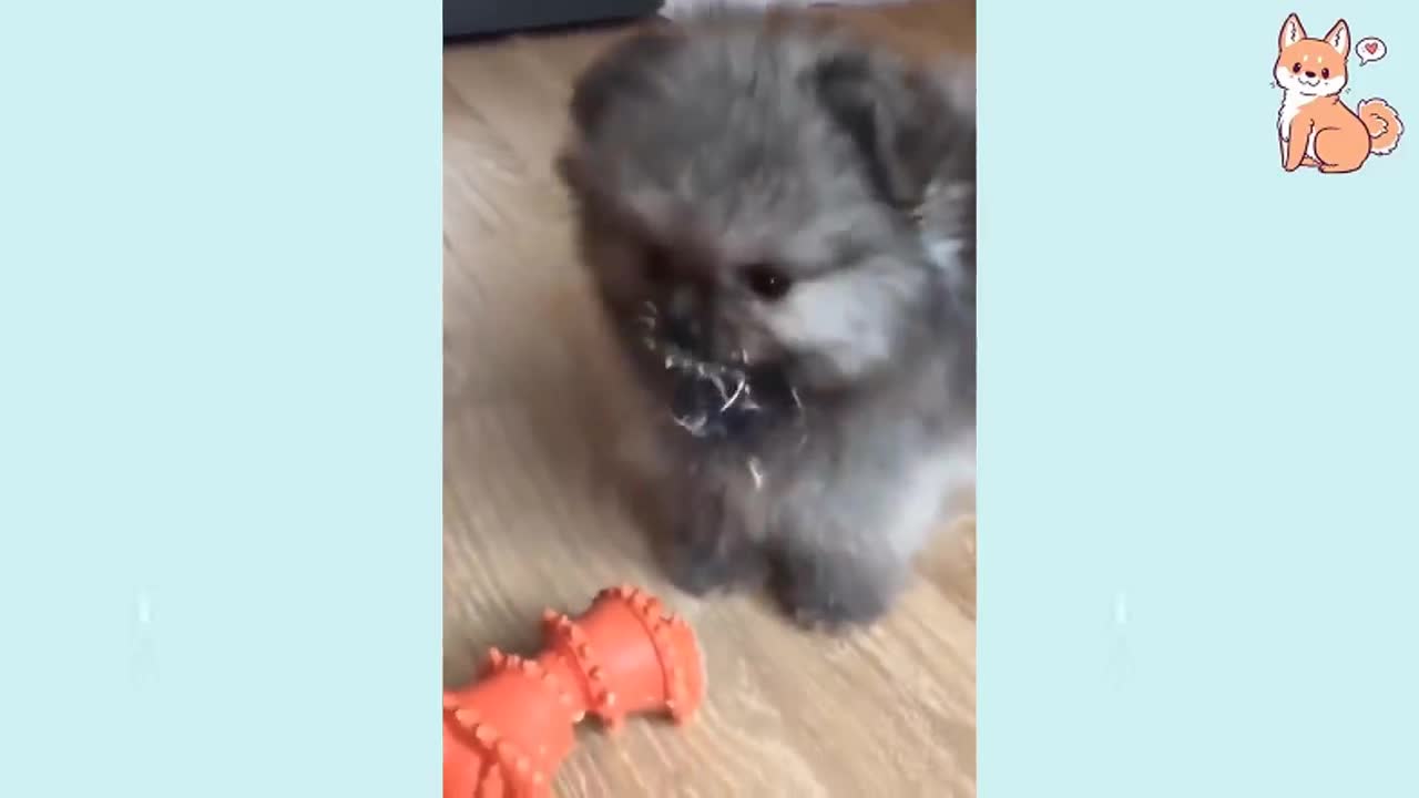 Cute Funny And Smart Puppies