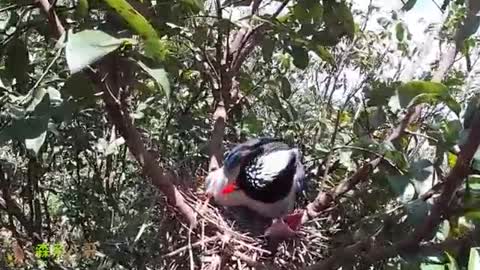 bird on tree