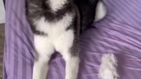 Hair cut prank on meeka goes