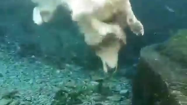 🐕 Coolest Dog Ever? 💙