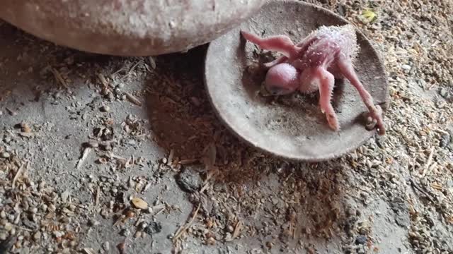 TCB Budgies parrots Baby