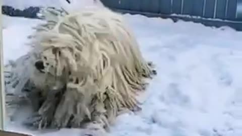 Gorgeous Dog are enjoying in ice