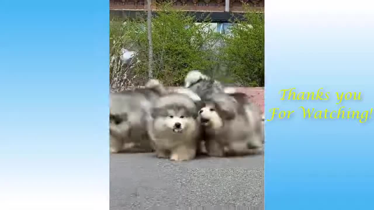 Funny animal videos Impossible not to laugh - Funny videos # **