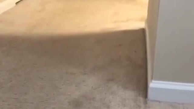 Cats and dogs _ cats meowing _ cats funny videos #shorts