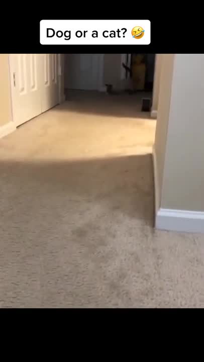 Cats and dogs _ cats meowing _ cats funny videos #shorts