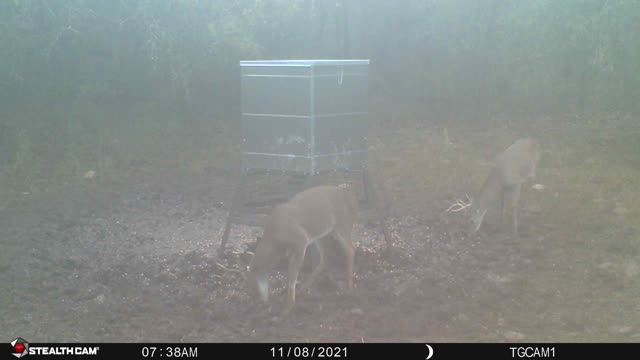 Foggy Morning Buck Club