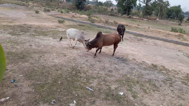 Bulls fight on India