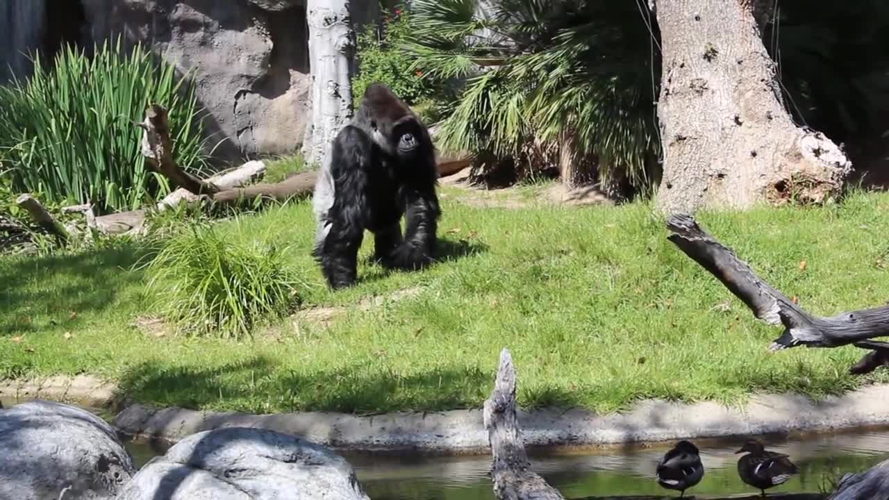 Gorillas "Silverback Gorilla" at the "San Diego Zoo".