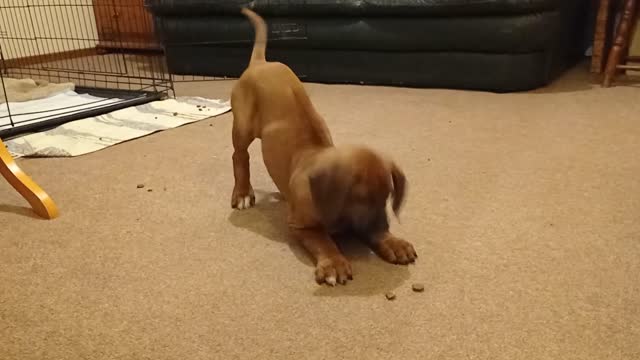 Gorgeous Ridgeback Puppy Clumsily "Hunts" Kibble