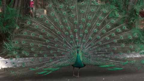 Funniest Animals video 😸😹❤️Male peacock display