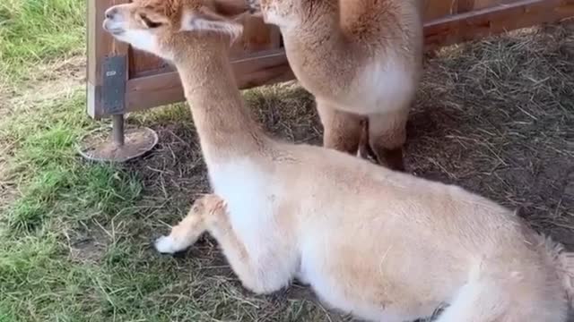 soo cute baby animals