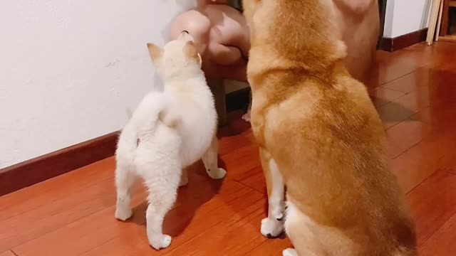 Pup teaching a new puppy to sit.