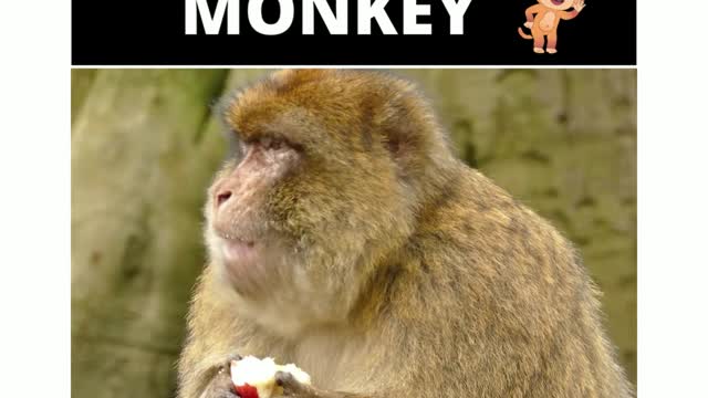 Worlds most Intelligent Animal-Monkey2022