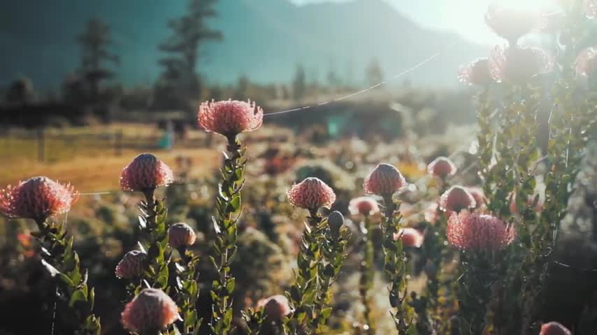 Free Flower Stock Video Footage