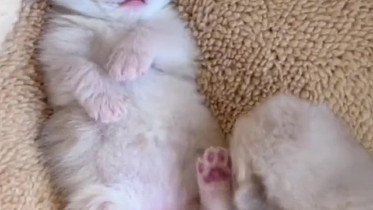 Cute little cat