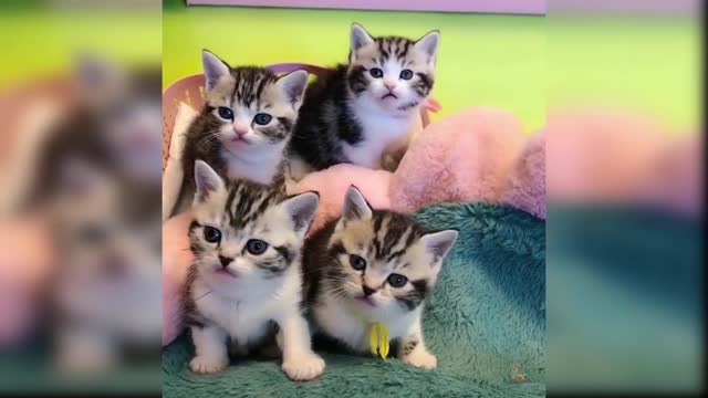 Baby Cats Cute Videos Compilations Part 15