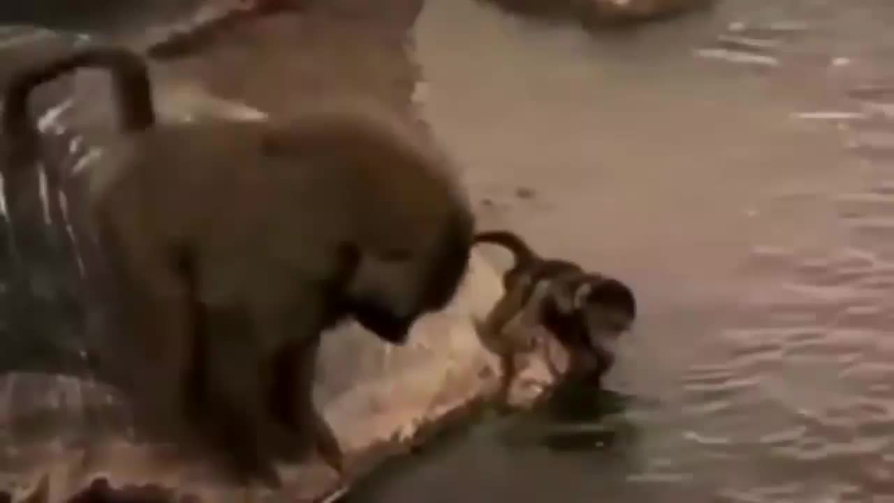 Wild animal fight