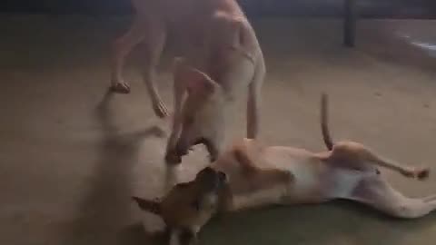 Dog play both home