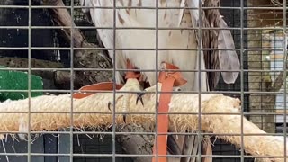 THE EYES AND THE BEAK!