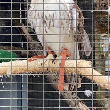 THE EYES AND THE BEAK!