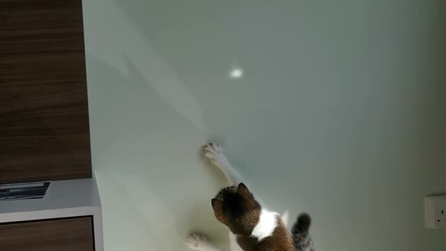 Cat is playing with light reflection