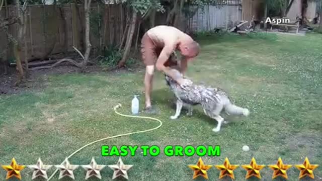 Husky vs pitbull