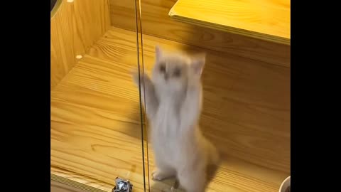 Funny Cat , Dancing Cat